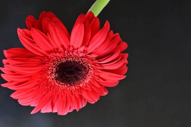 Güzel Gerbera çiçekleri koyu arkaplanda
