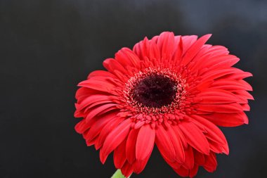 Güzel Gerbera çiçekleri koyu arkaplanda