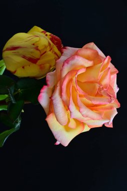 Siyah arkaplandaki güzel çiçekleri kapat