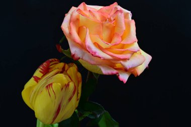 Siyah arkaplandaki güzel çiçekleri kapat