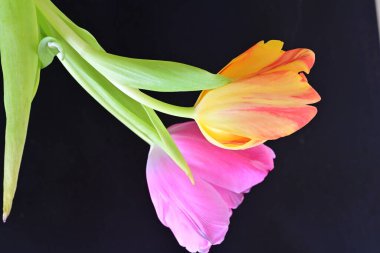 Koyu arkaplanda güzel çiçekler, yaz konsepti, yakın manzara