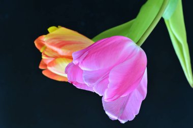 Karanlık arka planda güzel lale çiçekleri, bahar konsepti, yakın görüş