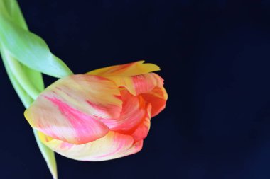 Koyu arkaplanda güzel lale, yakın plan. 