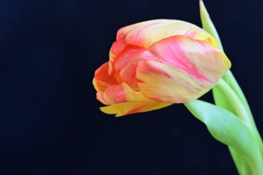 Koyu arkaplanda güzel lale, yakın plan. 