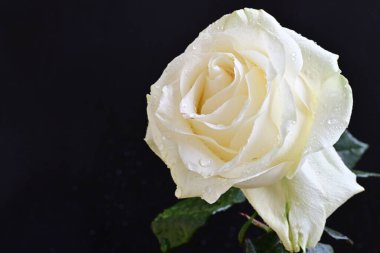 Siyah arkaplanda su damlaları olan beyaz gül 