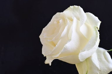 Siyah arkaplanda su damlaları olan beyaz gül 