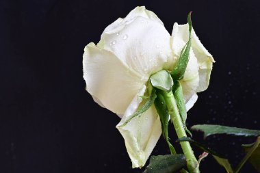 Siyah arkaplanda su damlaları olan beyaz gül 