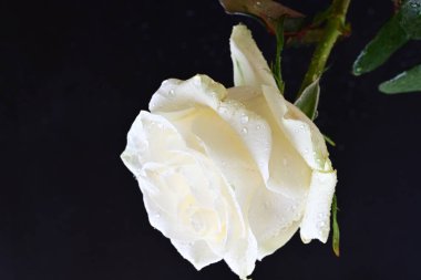Siyah arkaplanda su damlaları olan beyaz gül 