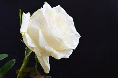 Siyah arkaplanda su damlaları olan beyaz gül 