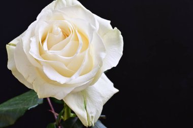 Siyah arkaplanda su damlaları olan beyaz gül 