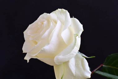 Siyah arkaplanda su damlaları olan beyaz gül 