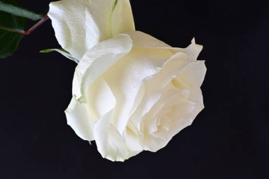 Siyah arkaplanda su damlaları olan beyaz gül 