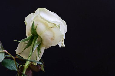 Siyah arkaplanda su damlaları olan beyaz gül 