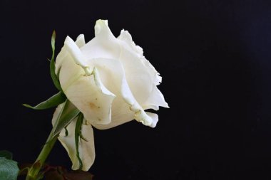 Siyah arkaplanda su damlaları olan beyaz gül 