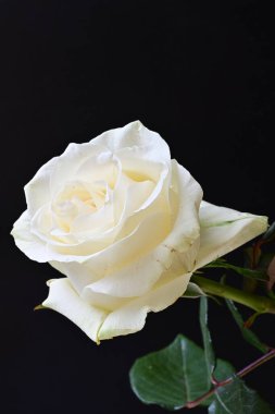 Siyah arkaplanda su damlaları olan beyaz gül 