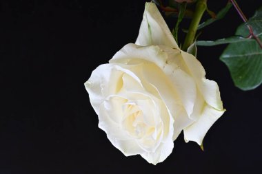 Siyah arkaplanda su damlaları olan beyaz gül 