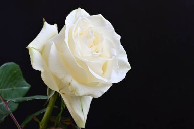 Siyah arkaplanda su damlaları olan beyaz gül 