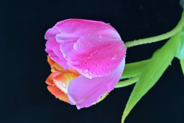 Siyah arkaplandaki güzel laleleri kapat