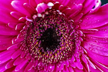 Gerbera çiçeği siyah arkaplanda. Yakın plan. 