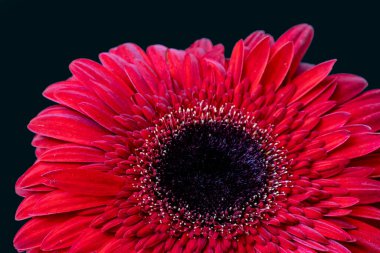 Koyu arkaplanda güzel Gerbera çiçeği