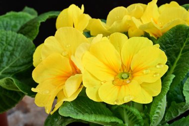 Siyah arka planda güzel sarı Primula çiçekleri 