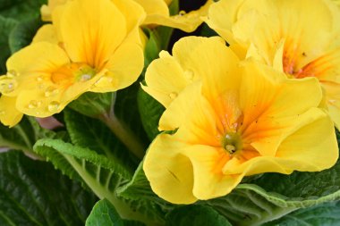 Siyah arka planda güzel sarı Primula çiçekleri 