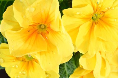 Siyah arka planda güzel sarı Primula çiçekleri 