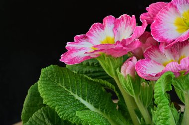 Siyah arka planda güzel pembe Primula çiçekleri 