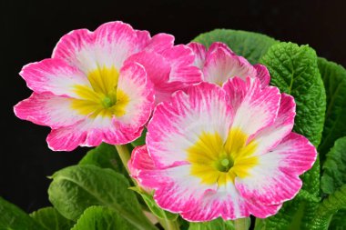 Siyah arka planda güzel pembe Primula çiçekleri 