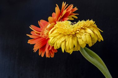 Koyu arkaplanda güzel Gerbera çiçekleri