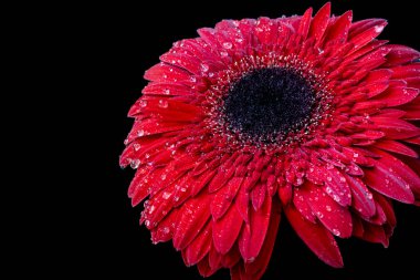 Siyah arka planda güzel Gerbera çiçeği 