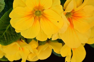 Sarı çiçekler, yakın plan - siyah arkaplan görüntüsü 