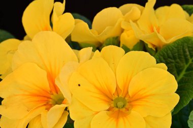 Sarı çiçekler, yakın plan - siyah arkaplan görüntüsü 