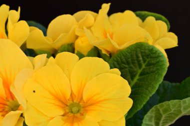 Sarı çiçekler, yakın plan - siyah arkaplan görüntüsü 