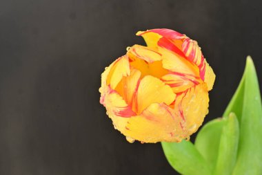 Yakın - güzel lale çiçeğinin manzarası