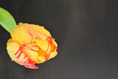 Yakın - güzel lale çiçeğinin manzarası