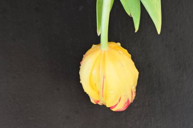 Yakın - güzel lale çiçeğinin manzarası