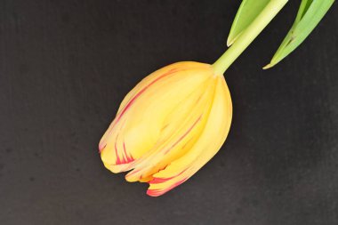 Yakın - güzel lale çiçeğinin manzarası