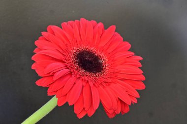 Koyu arkaplanda kırmızı gerbera çiçeği