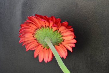 Koyu arkaplanda kırmızı gerbera çiçeği