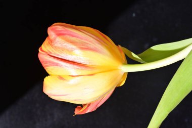 Yakın - güzel lale çiçeğinin manzarası