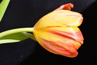 Yakın - güzel lale çiçeğinin manzarası