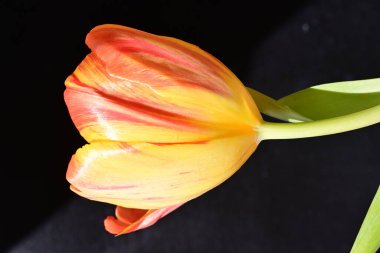 Siyah arka planda güzel bir lale çiçeği