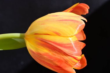 Siyah arka planda güzel bir lale çiçeği