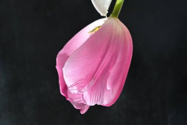 Siyah arka planda güzel bir lale çiçeği