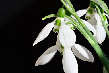 Siyah arkaplandaki kardamlaları kapat 