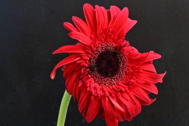 Gerbera çiçeği siyah arkaplanda. Yakın plan.