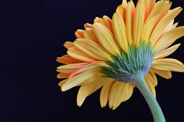 Gerbera çiçeği siyah arkaplanda. Yakın plan.