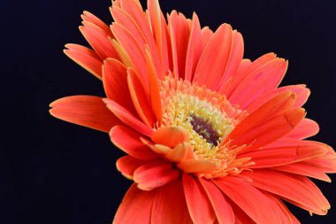 Gerbera çiçeği siyah arkaplanda. Yakın plan.