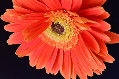 Gerbera çiçeği siyah arkaplanda. Yakın plan.